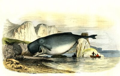 Spermálbálna (Physeter macrocephalus) – Bernard Germain de Lacepede (1856-1925) a Histoire Naturelle-ből kivont Planche-t, P.Furme kiadás, Párizs alkotó: French School