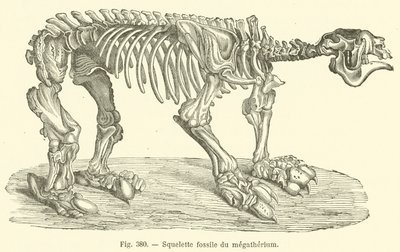 Squelette fossile du megatherium (metszet) alkotó: French School