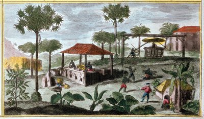 Cukortermelés a Nyugat-Indiában, a 00155 részlete - „A Du Tertre által franciák által lakott Antillák általános története” című részben, 19. század eleje alkotó: French School