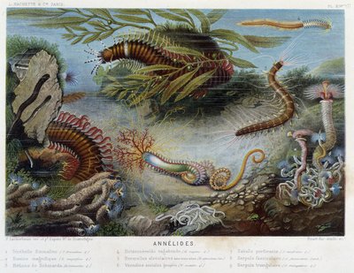 Sunapte de Duvernoy – Alfred Fredol „” Le Monde de la Mer” című részében. szerk. Párizs, Hackette. alkotó: French School