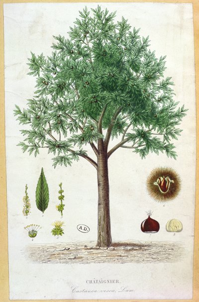 Édes gesztenyefa alkotó: French School