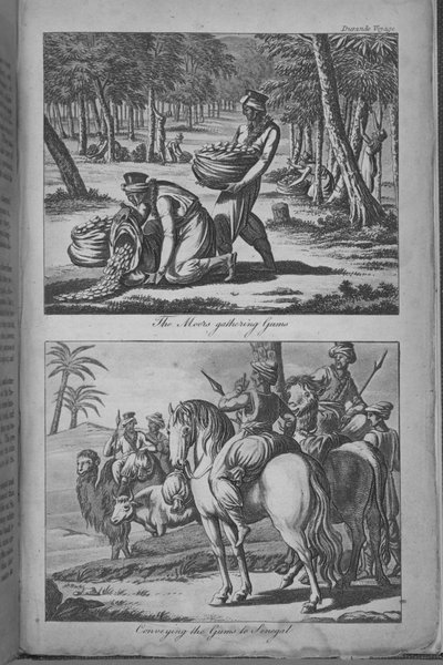 A mórok rágógumit gyűjtenek és a gumit Szenegálba szállítják, illusztráció az „Utazás Szenegálba...” c. alkotó: French School