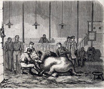 Alforti Nemzeti Állatorvosi Iskola - Les grandes écoles de France - Maison Alfort Állatorvosi Iskola 1866-ban - Boncolószoba - Metszet a „Le monde illustrious”-ban, 1866 alkotó: French School
