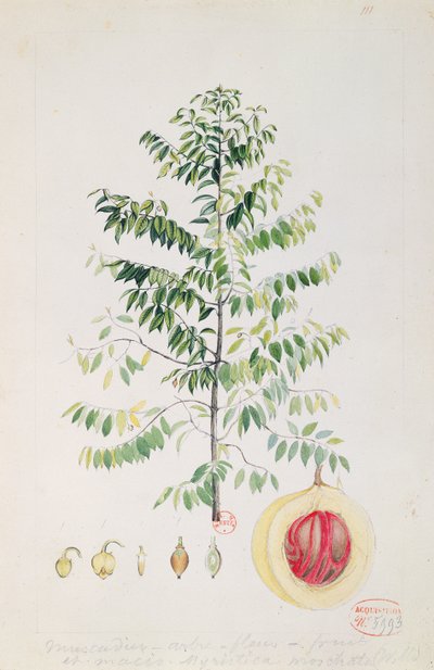A szerecsendiófa, virág és gyümölcs (wc papíron) alkotó: French School
