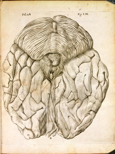 Az agy szerkezete, Rene Descartes (1596-1650) De Homine Figuris című művéből, Hágában, 1662-ben alkotó: French School