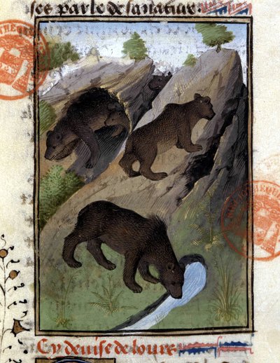 A medve - a „” Gaston Phoebus, Foix grófja, Béarn ura – vadászkönyvében” alkotó: French School