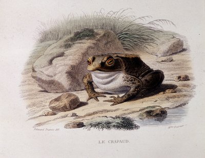 A közönséges varangy (Bufo bufo) - "" Lacepedében"" alkotó: French School