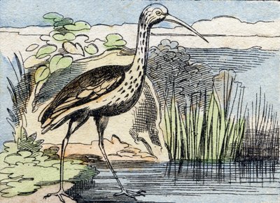 A göndör . Metszet "Buffon Alphabet des Oiseaux n 2". 3. Serie N 2. Epinal képalkotása, Epinal, 19. század vége. 16 oldal. Mérete: 28x21 cm alkotó: French School
