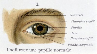 Szem normál pupillával (részlet) alkotó: French School