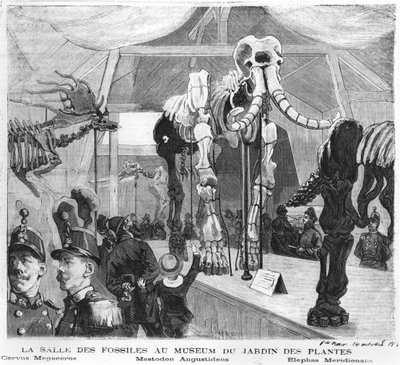 A párizsi Természettudományi Múzeum fosszilis szobája, 1880 körül alkotó: French School