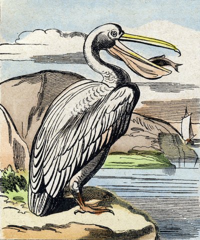 A pelikán. Metszet "Buffon Alphabet des Oiseaux n 1". 3. Serie N 1. Epinal képalkotása, Epinal, 19. század vége. 16 oldal. Mérete: 28x21 cm alkotó: French School