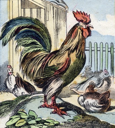 A kakas. Metszet "Buffon Alphabet des Oiseaux n 2". 3. Serie N 2. Epinal képalkotása, Epinal, 19. század vége. 16 oldal. Mérete: 28x21 cm alkotó: French School