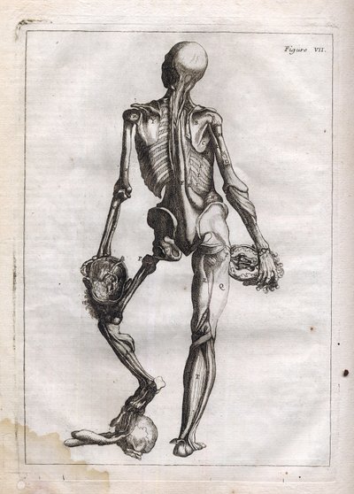 Ez a figura kielégítheti azok kíváncsiságát, akik szeretnék látni a Corps depouille to the Bones-t - "Abstract Anatomy, a festészet és szobrászat művészetéhez alkalmazkodva" metszet - "" Abrege d