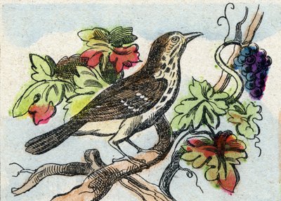 Rigó. Metszet "Buffon Alphabet des Oiseaux n 1". 3. Serie N 1. Epinal képalkotása, Epinal, 19. század vége. 16 oldal. Mérete: 28x21 cm alkotó: French School