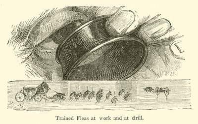 Betanított bolhák a munkában és a fúrásnál (gravírozás) alkotó: French School