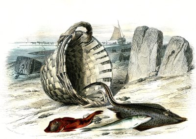 Trigle grondin (Trigle cuculus), vékonybajszú tőkehal (merlangius merlangus), raie grondin (dipturus batis) – Bernard Germain de Lacepede (1856-1925) által a Histoire Naturelle-ből kivont lemez, P.Furme kiadás, Párizs alkotó: French School
