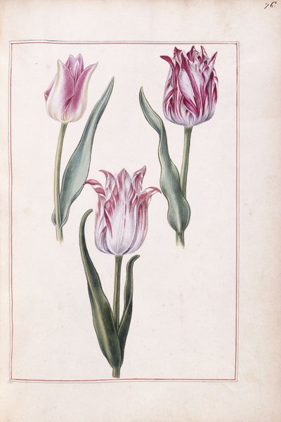 Tulipánok, 18. század alkotó: French School
