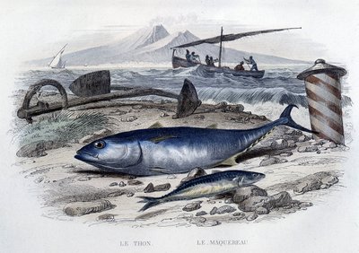 Tuna et mackereau - a „Histoire naturelle”-ben, szerző: Lacépède, T.II, szerk. Furne et Cie, Párizs alkotó: French School