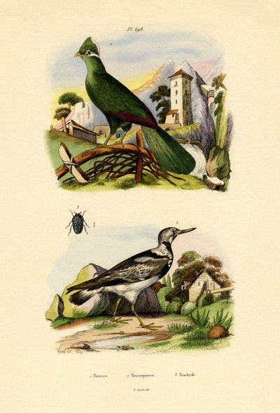 Turaco, 1833-39 alkotó: French School