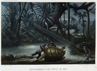Tengeri teknősbéka – Alfred Fredol „Le monde de la mer” című könyvében, Hachette, Párizs alkotó: French School