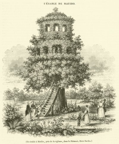 Juharfa Matibóban, Savigliano közelében, Piemontban, Szardínián (metszet) alkotó: French School