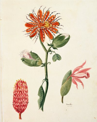 Lejeune vanília orchidea (vanilla planifolia). alkotó: French School