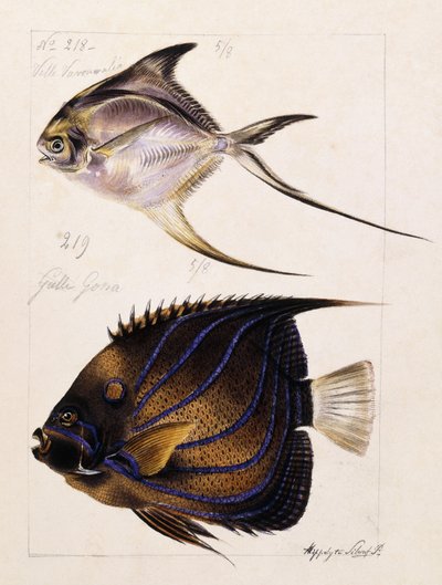 Velle... Stb, 1850 körül alkotó: French School