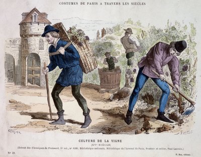 Szőlőkultúra a 15. században – a „” Costume de Paris évszázadokon át” c. alkotó: French School