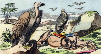 Keselyűk. Metszet "Buffon Alphabet des Oiseaux n 1". 3. Serie N 1. Epinal képalkotása, Epinal, 19. század vége. 16 oldal. Mérete: 28x21 cm alkotó: French School