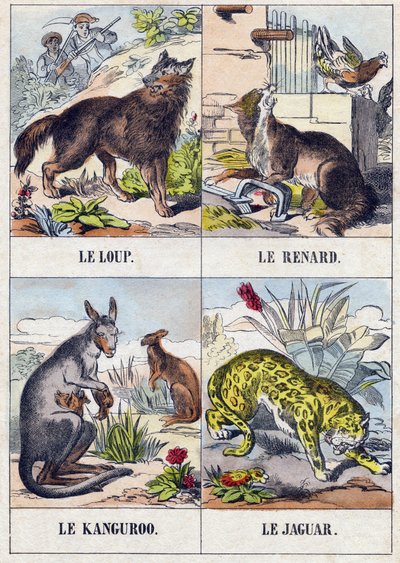 Farkas; Róka; Kenguru ; Jaguár. Metszet „Buffon Alphabet des Animaux". 3. sorozat N 1. Epinal képalkotása, Epinal, 19. század vége. 16 oldal. Mérete: 28x21 cm alkotó: French School