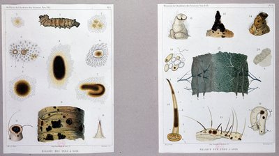 Pasteur a selyemhernyó betegségéről szóló munkáját bemutatta a Tudományos Akadémián. alkotó: French School