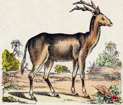 Xantarus. Metszet: „Alphabet des animaux sauvages””. 9. sorozat. Epinal, Pellerin, nyomdász-kiadó képei, 1870 körül. Metszetek fára, stencilezett. 16 oldal. Mérete: 20 x 15 cm. Magángyűjtemény alkotó: French School