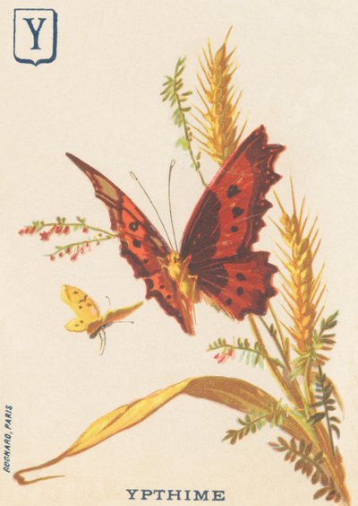 Y: Ypthime (Apatura ilia vagy Lesser Mars változó) alkotó: French School