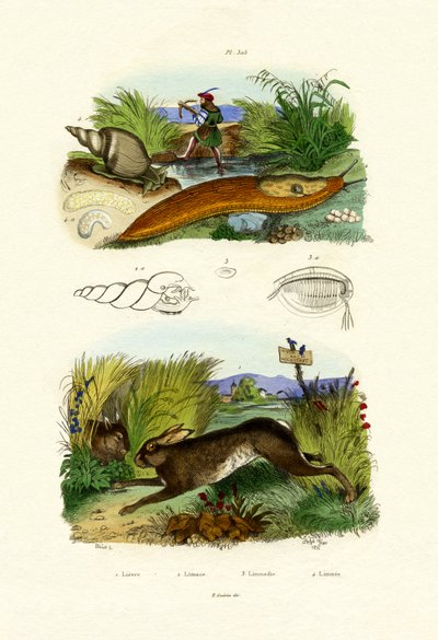 Sárga csiga, 1833-39 alkotó: French School