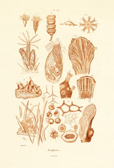 Zoophytes, 1833-39 alkotó: French School
