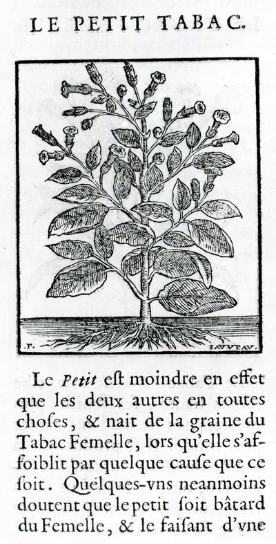 A kis dohány, Jean Le Royer de Prade illusztrációja a Dohányról szóló diskurzusból, 1671 alkotó: French School