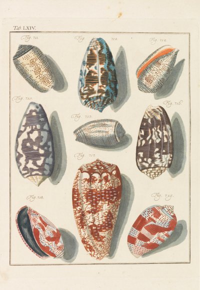 Új szisztematikus conchylia kabinet, 1768. alkotó: Friedrich Heinrich Wilhelm Martini