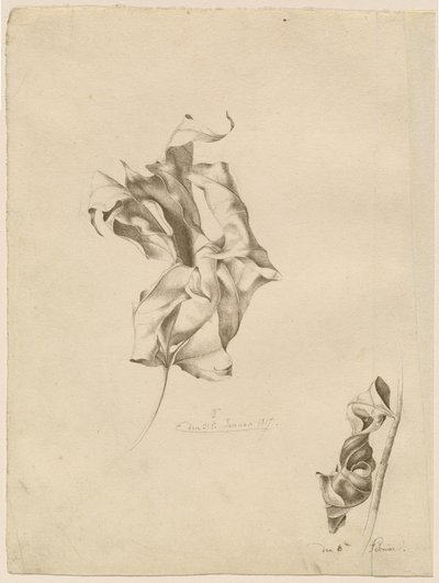 Tömörödött levelek alkotó: Friedrich Olivier