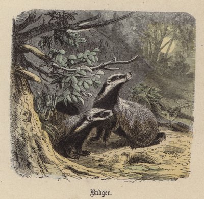 Borz (színes metszet) alkotó: Friedrich Specht