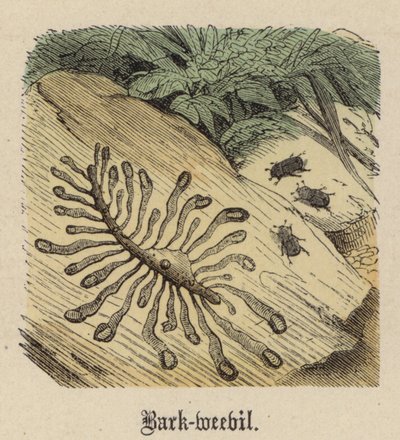 Kéreg-zsizsik (színes metszet) alkotó: Friedrich Specht