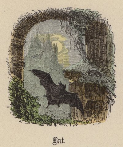 Denevér (színes metszet) alkotó: Friedrich Specht