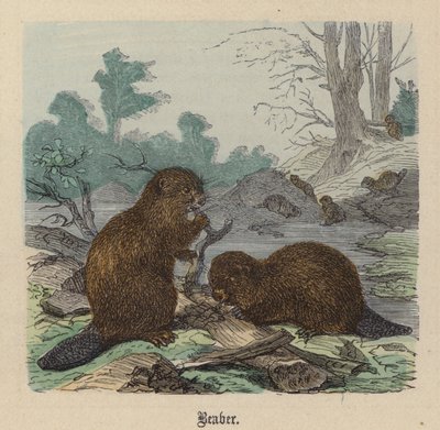 Hód (színes metszet) alkotó: Friedrich Specht