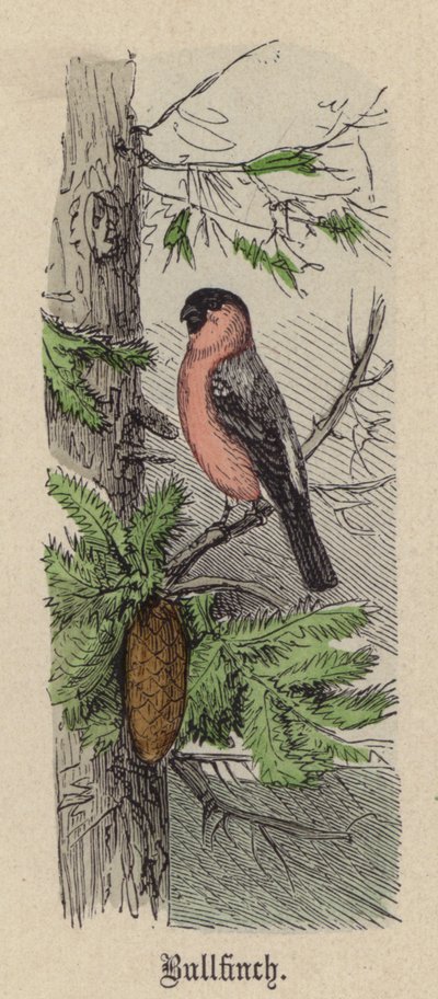 Süvöltő (színes metszet) alkotó: Friedrich Specht