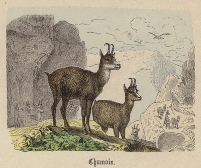 zerge (színes metszet) alkotó: Friedrich Specht
