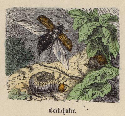 Cockchafer (színes gravírozás) alkotó: Friedrich Specht