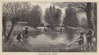Fish Spawn gyűjtése (metszet) alkotó: Friedrich Specht