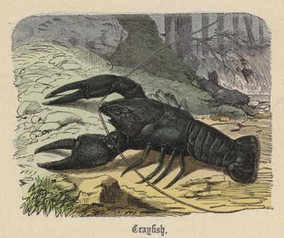 Rák (színes metszet) alkotó: Friedrich Specht