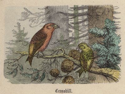 Keresztcsőrű (színes metszet) alkotó: Friedrich Specht