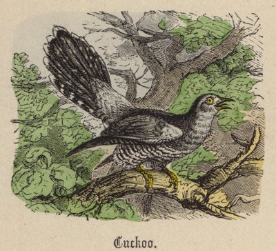 Kakukk (színes metszet) alkotó: Friedrich Specht
