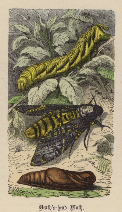 Halálfejes moly (színes metszet) alkotó: Friedrich Specht